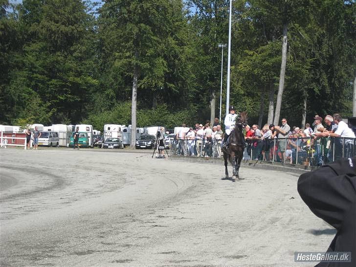 Traver jonte streamline (s) - Monté med Kristina Hansen. Vandt på bornholmsmesterskabs dagen i travløb. billede 11