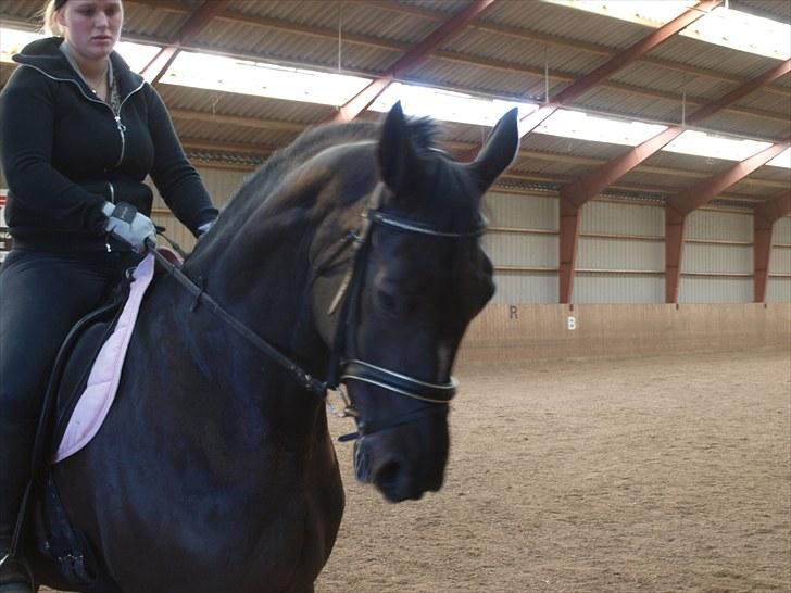 Dansk Varmblod Diavolo billede 12