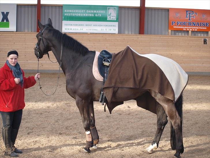 Dansk Varmblod Diavolo billede 13