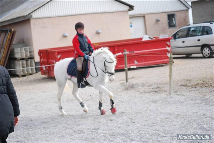 Anden særlig race LYKKEBOENS CERUTTI - Da jeg prøvede hende<3 billede 6