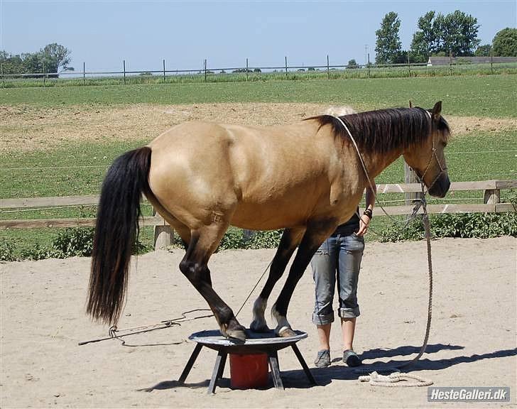 Welsh Pony (sec B) Fanny<3 Tidl part :'(! - min smukke Fanny<3 billede 12