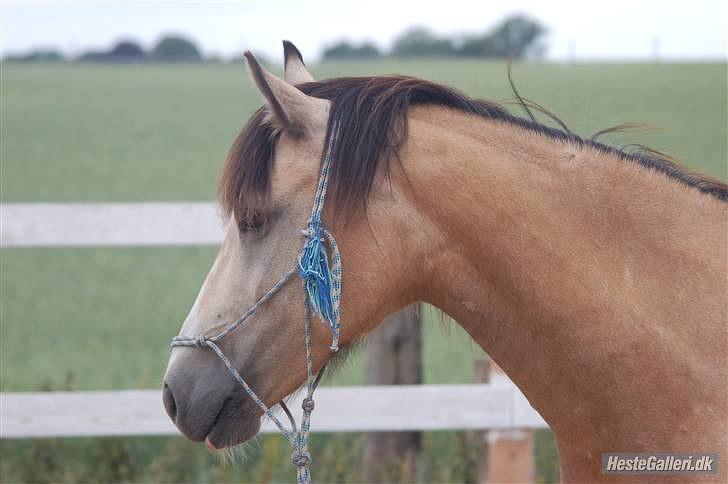 Welsh Pony (sec B) Fanny<3 Tidl part :'(! - Fanny står med horsemanship grimen på xD billede 14