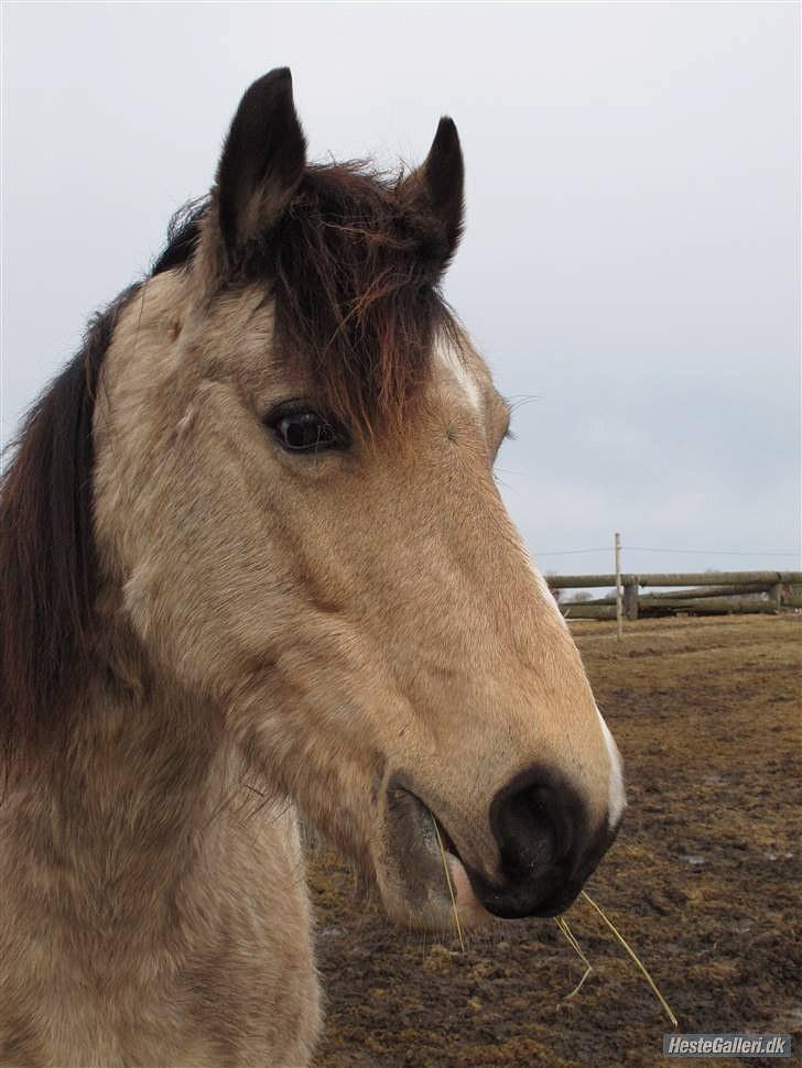 Welsh Pony (sec B) Fanny<3 Tidl part :'(! - min smukke hest<3 billede 15