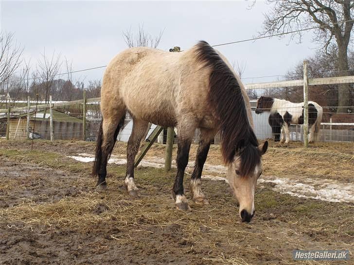 Welsh Pony (sec B) Fanny<3 Tidl part :'(! - Fanny står på folden<3 billede 16