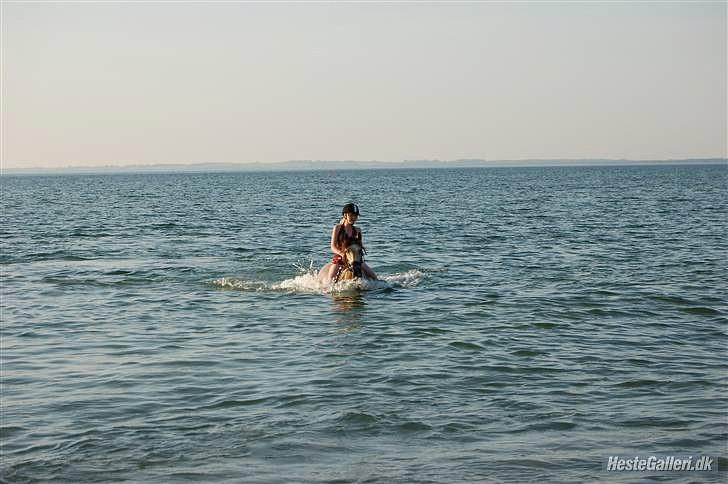 Welsh Pony (sec B) Fanny<3 Tidl part :'(! - fanny svømmer  billede 17