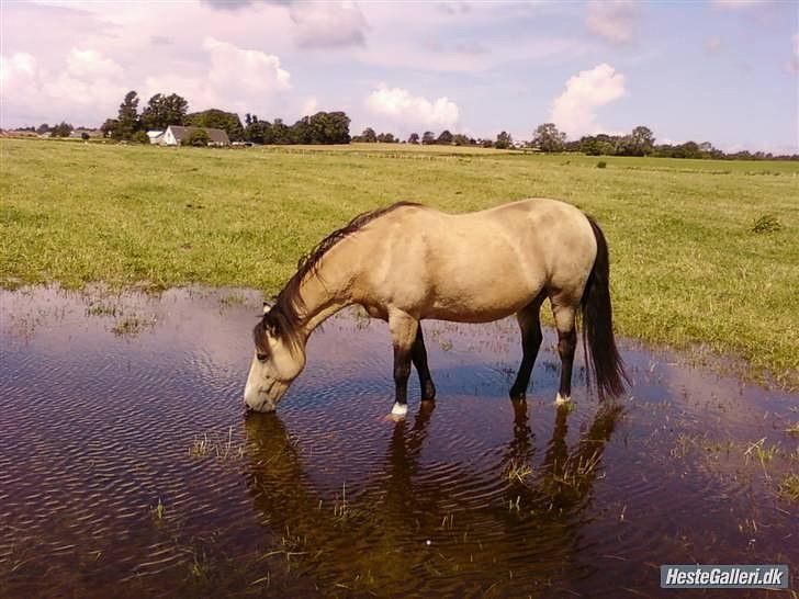 Welsh Pony (sec B) Fanny<3 Tidl part :'(! - fanny står i sø billede: ida tømming billede 1