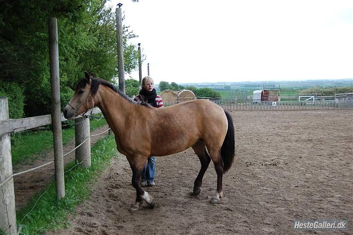 Welsh Pony (sec B) Fanny<3 Tidl part :'(! - fanny går sidelæns billede 19