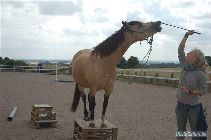 Welsh Pony (sec B) Fanny<3 Tidl part :'(! - Fanny smiler igen,igen billede 20