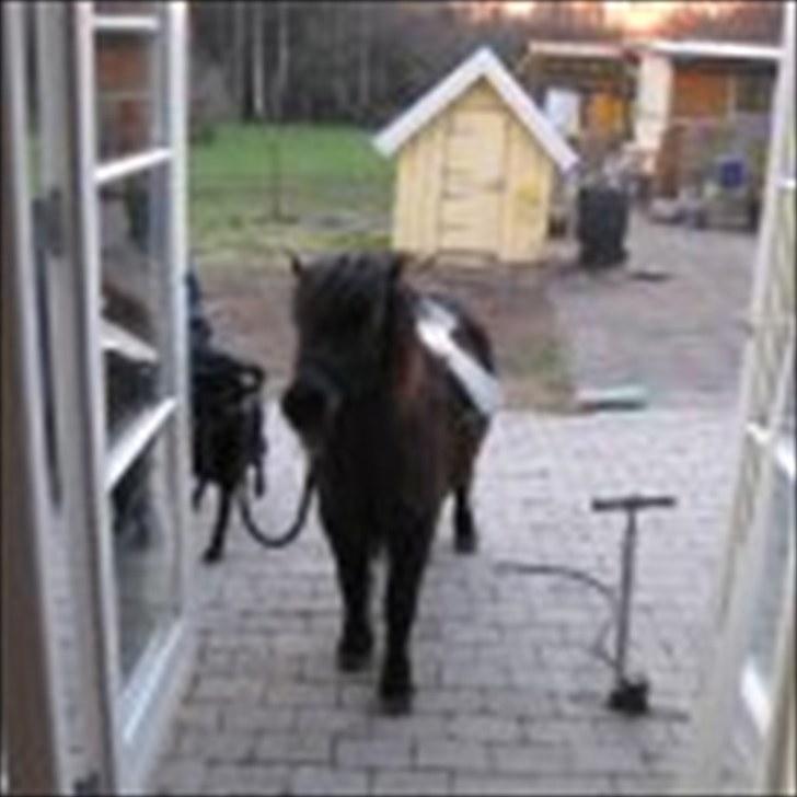 Shetlænder Bøgeskov's Gollie - Gollie 21/4 på tur med sadel billede 5