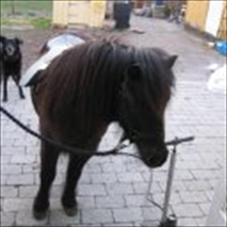 Shetlænder Bøgeskov's Gollie - Kigger lige efter fotografen billede 6