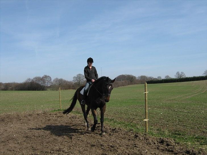 Dansk Varmblod Don Giovanni RIP 2011 billede 6