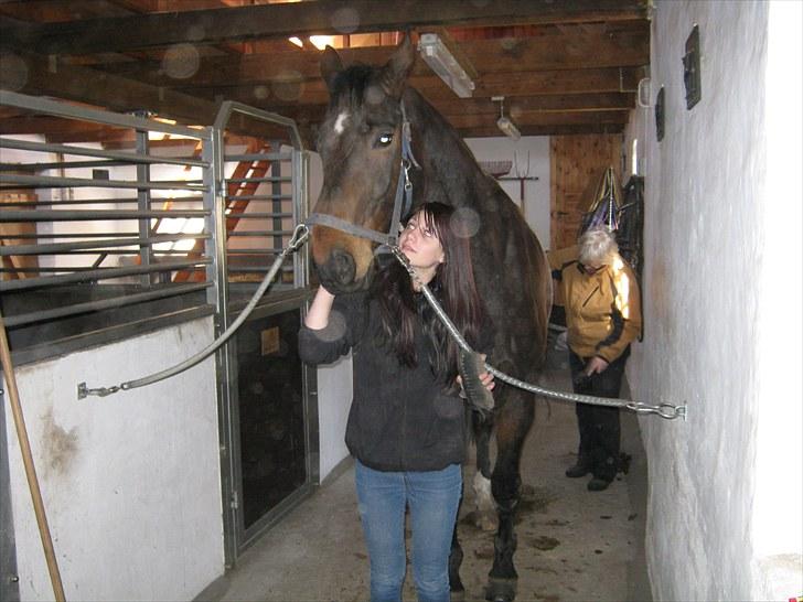 Dansk Varmblod Don Giovanni RIP 2011 billede 7