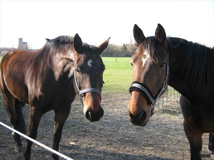 Dansk Varmblod Don Giovanni RIP 2011 - Jeg står til venstre og min næsten identiske "tvilling" Ice Breaker til højre billede 8