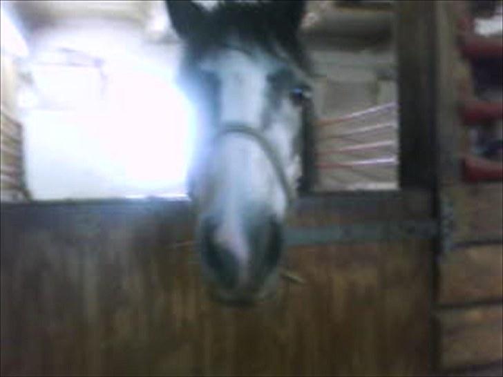 Welsh Pony (sec B) aluna billede 6
