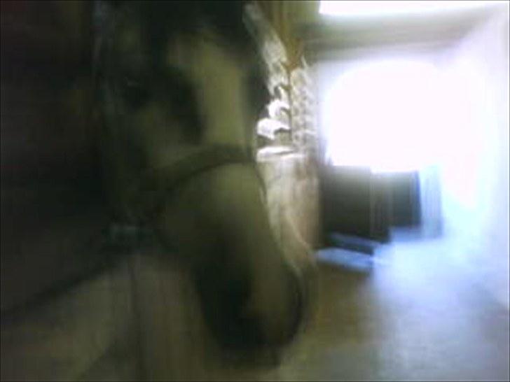 Welsh Pony (sec B) aluna billede 7