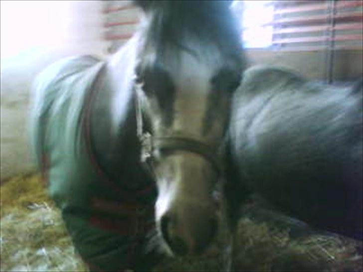 Welsh Pony (sec B) aluna billede 8