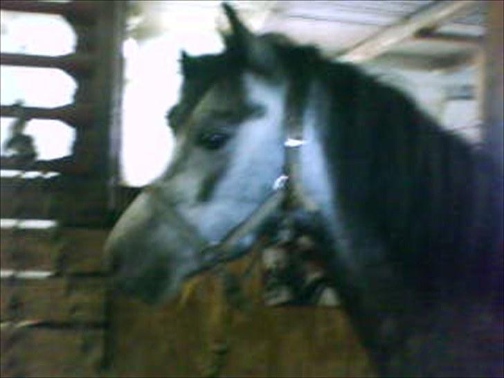 Welsh Pony (sec B) aluna billede 10