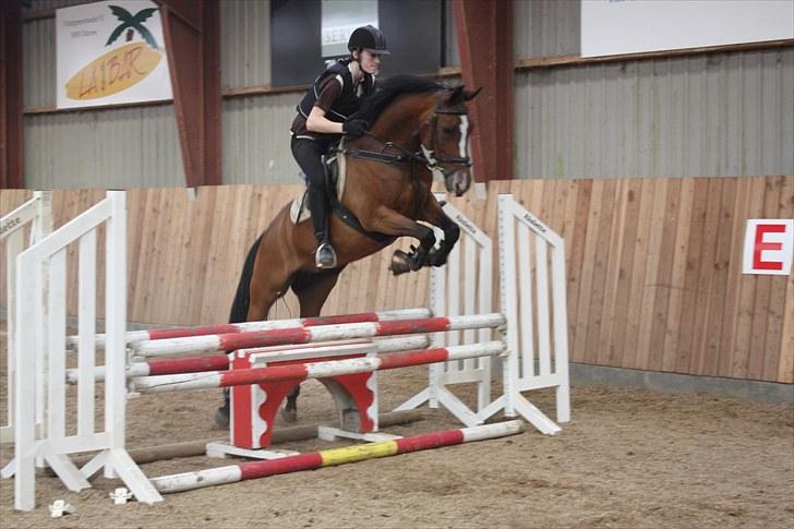 New Forest Kimbell P  - Fotograf: Julie Andersen billede 1