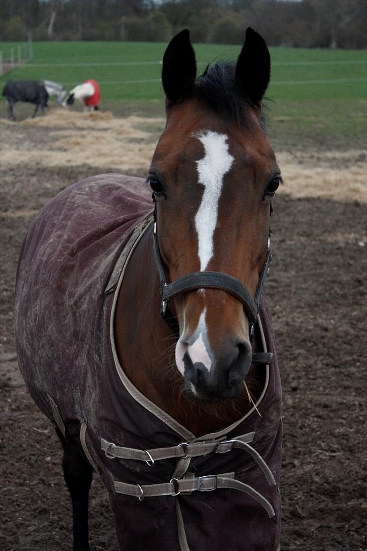 New Forest Kimbell P  - April 2010 billede 2