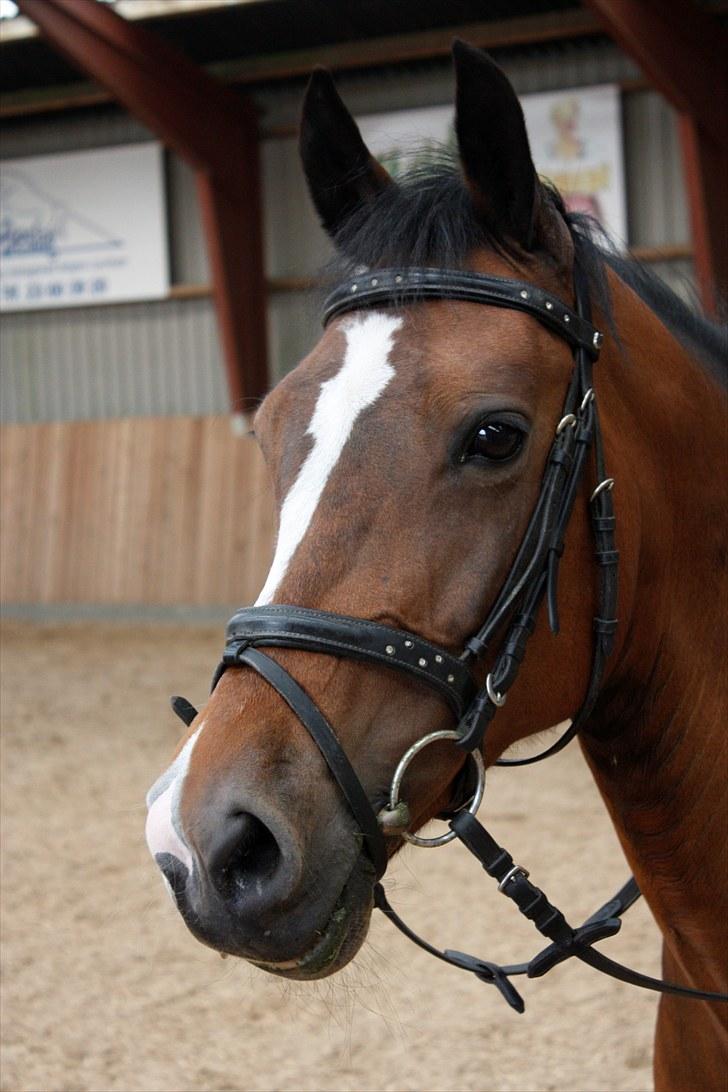 New Forest Kimbell P  - April 2010 billede 3