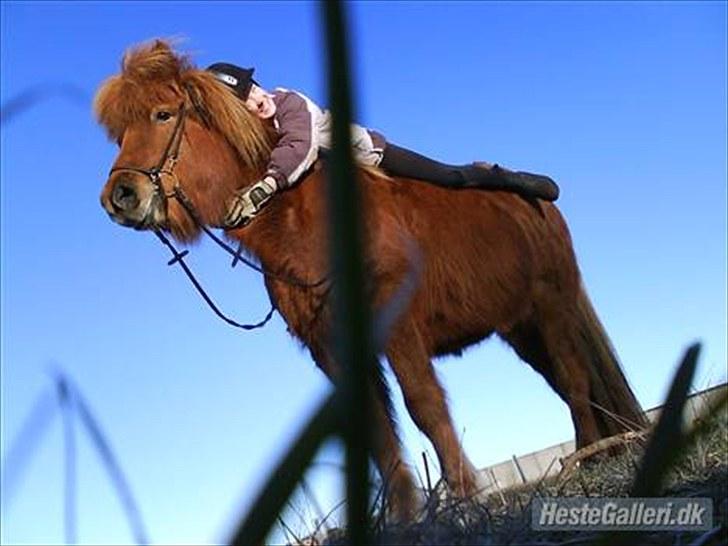 Islænder Vär F Ærtebjerg(død) <33 - Mig Og Túllé !Ingen kopiring! [ foto: Frida-Mathilde<3] billede 1