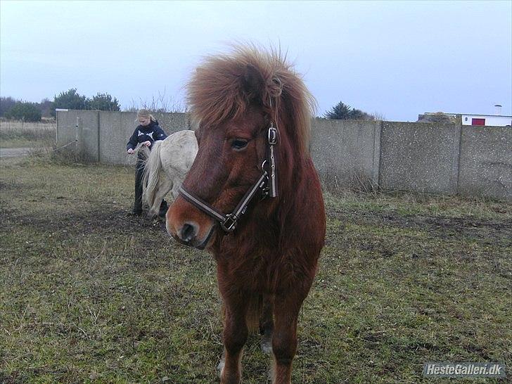 Islænder Vär F Ærtebjerg(død) <33 - d. 14/11-2010i ! ingen Kopiring! billede 2
