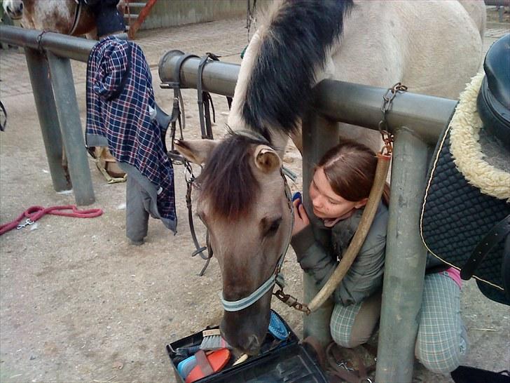 Konik Polski Bernard *Solgt* - Bernard synes det var sjovt at klemme mig inde og tage mine godbidder (-;  Taget af JS billede 4