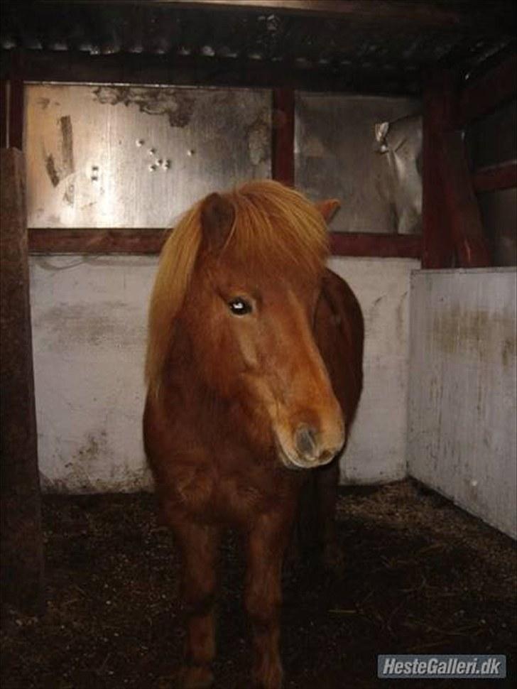 Islænder Vär F Ærtebjerg(død) <33 - Vär ! Ingen kopiring billede 3