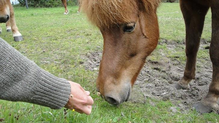 Islænder Vär F Ærtebjerg(død) <33 - Vär<3 ! ingen kopiring! [ foto: Mig] billede 4