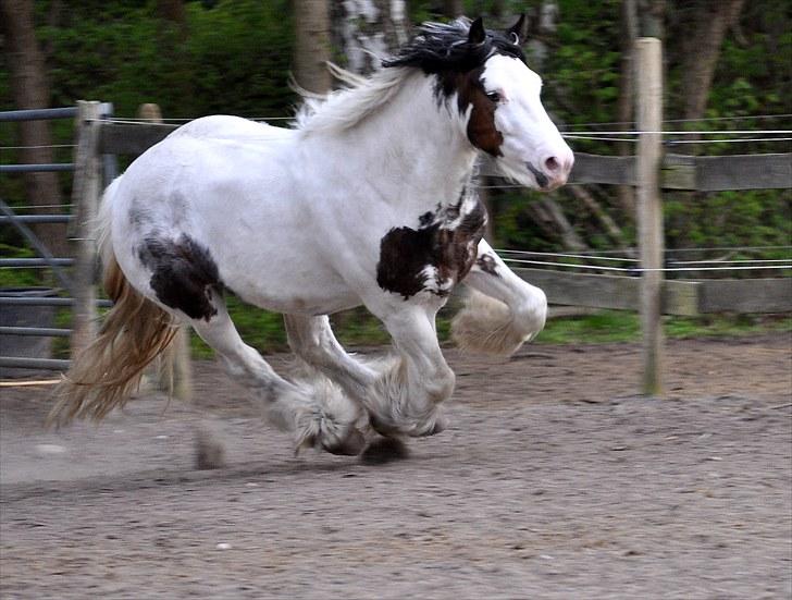 Irish Cob Billy the kid :) billede 3