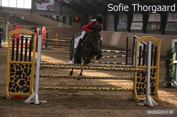 Anden særlig race Rapollo billede 10