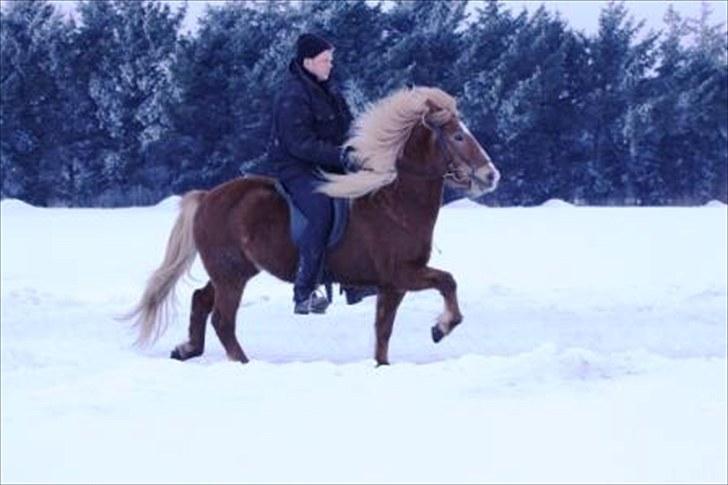Islænder Blesa fra Efri-gegnishólu billede 1
