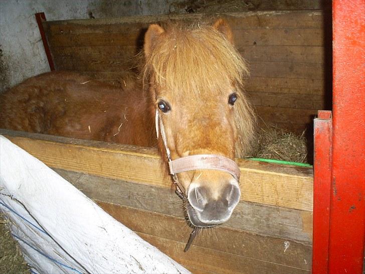 Shetlænder Brutti billede 1