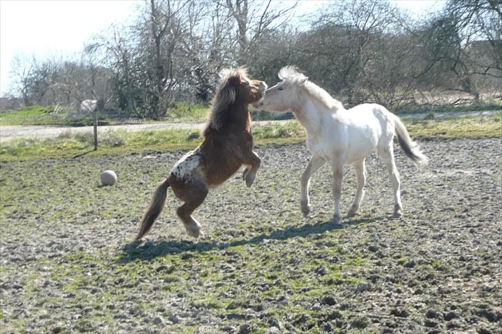 Miniature Tarzan billede 14