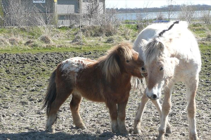 Miniature Tarzan billede 15