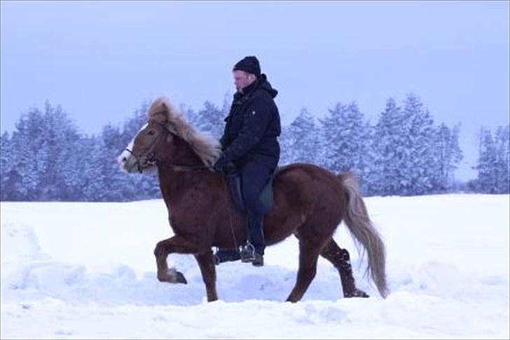 Islænder Blesa fra Efri-gegnishólu billede 2