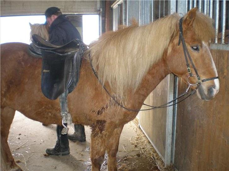 Islænder Blesa fra Efri-gegnishólu billede 3