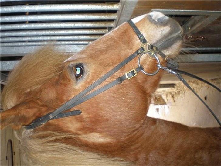 Islænder Blesa fra Efri-gegnishólu billede 4