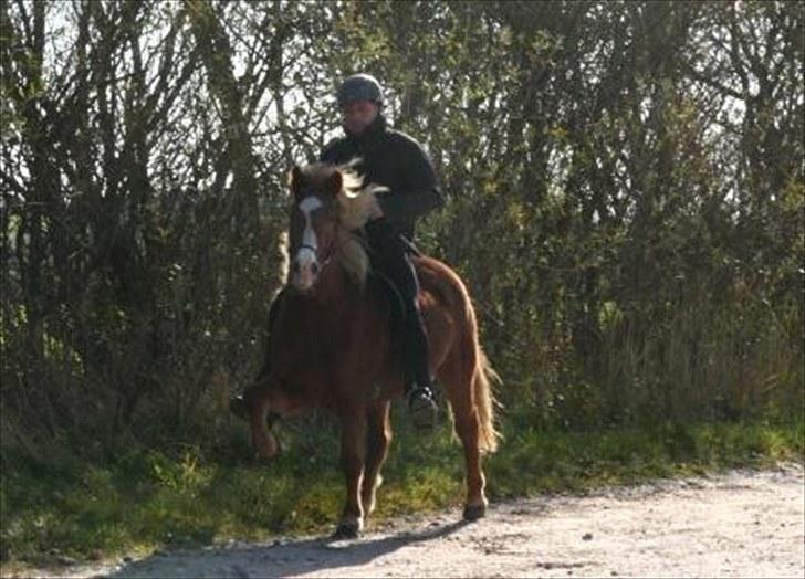 Islænder Blesa fra Efri-gegnishólu billede 5