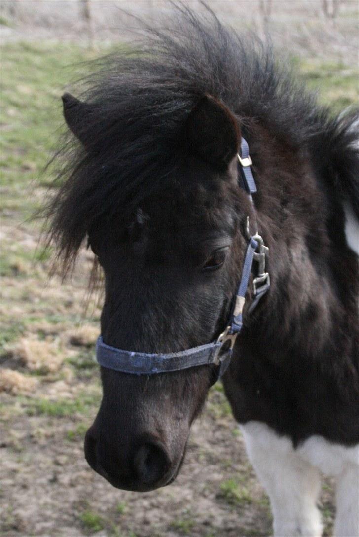 Anden særlig race Stensbæk's PRINS billede 1
