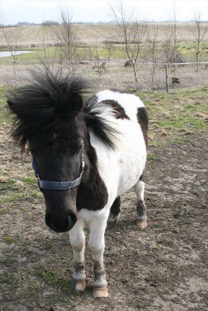Anden særlig race Stensbæk's PRINS billede 2
