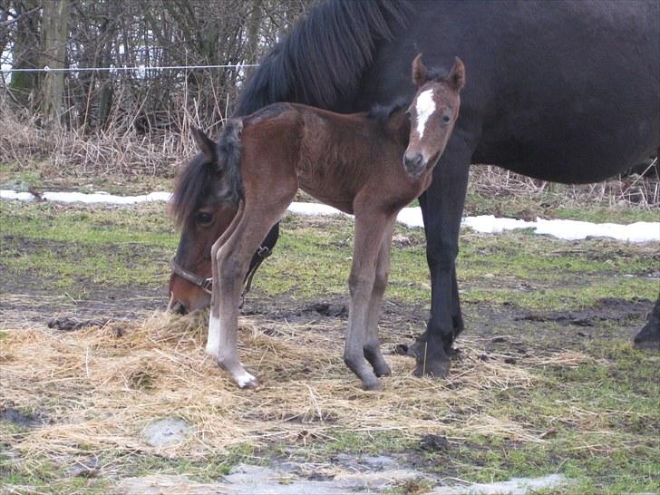 Anden særlig race Endless Beauty billede 14