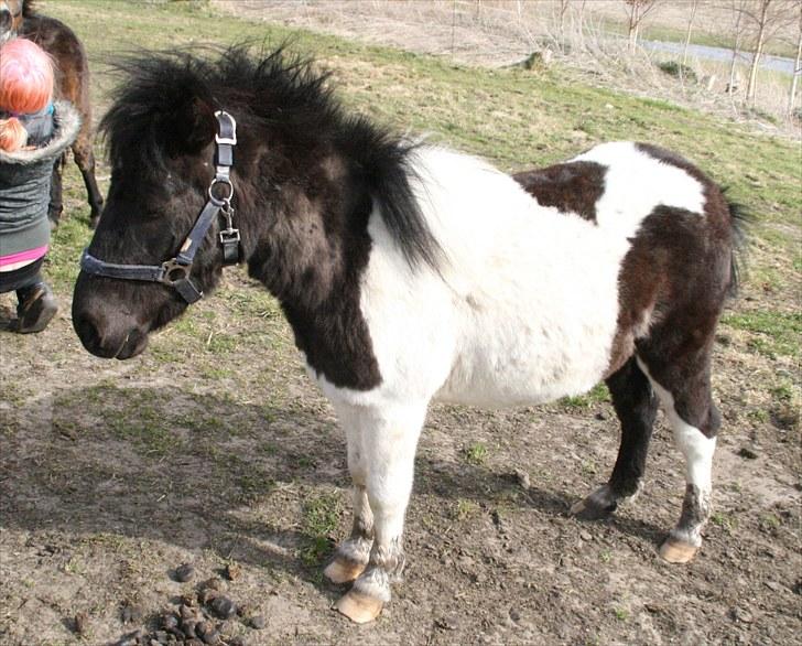 Anden særlig race Stensbæk's PRINS billede 3