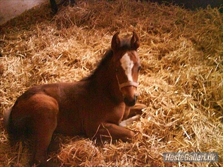 Anden særlig race Endless Beauty - træt lille hest som altid. laver ikke andet end at sove eller spise :D billede 15