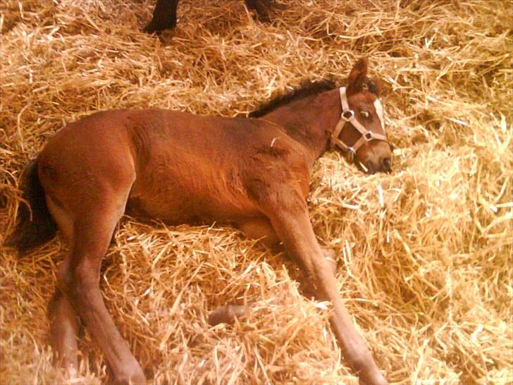 Anden særlig race Endless Beauty - tager sig lige en lille lur :D billede 16