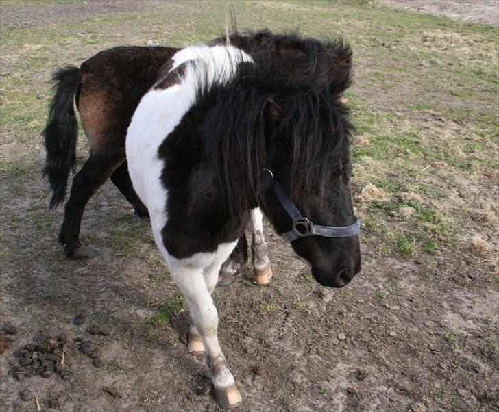 Anden særlig race Stensbæk's PRINS billede 4