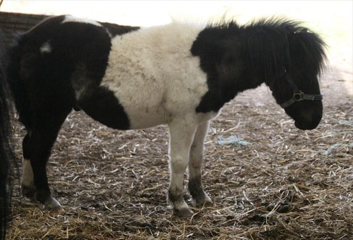 Anden særlig race Stensbæk's PRINS billede 5