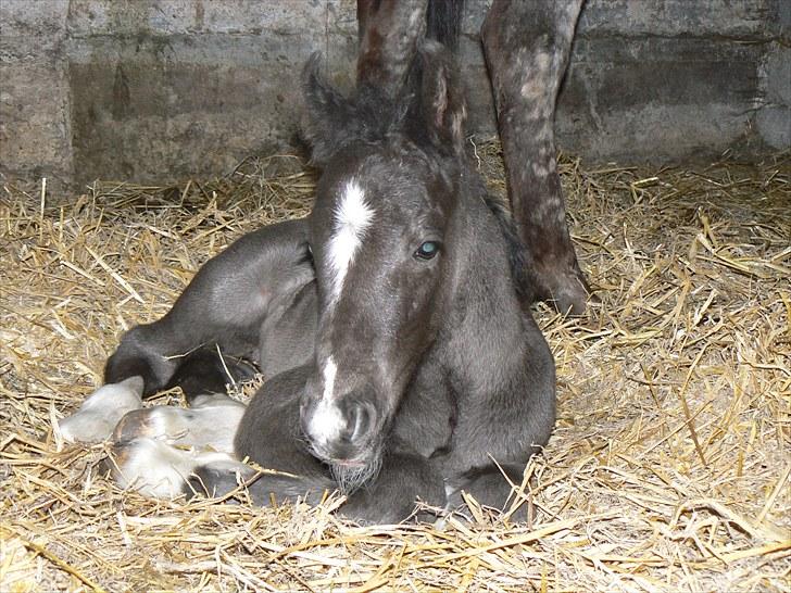 Irish Cob Crossbreed Holms Nanoche W *Solgt* billede 1