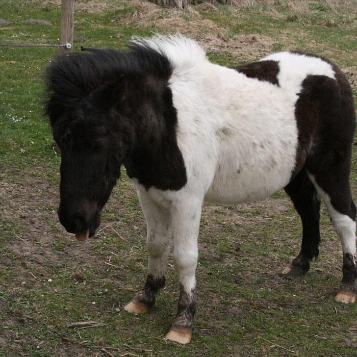 Anden særlig race Stensbæk's PRINS billede 6