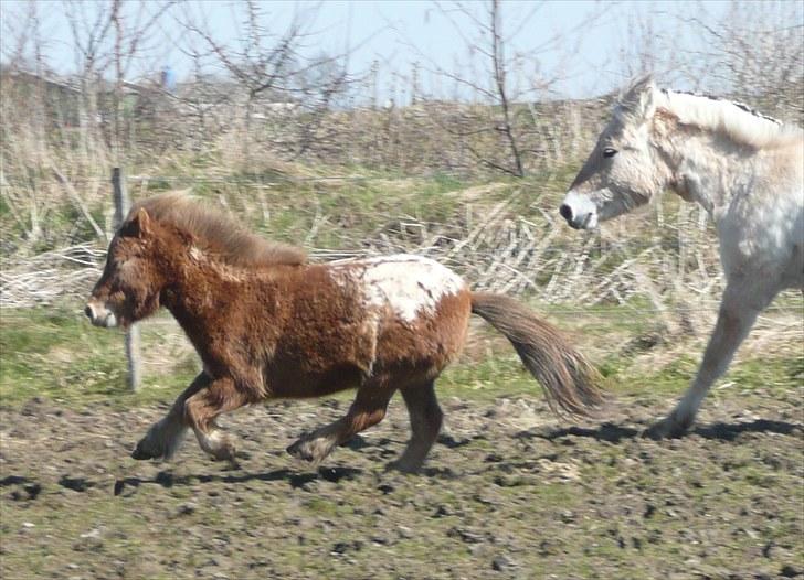 Miniature Tarzan billede 17